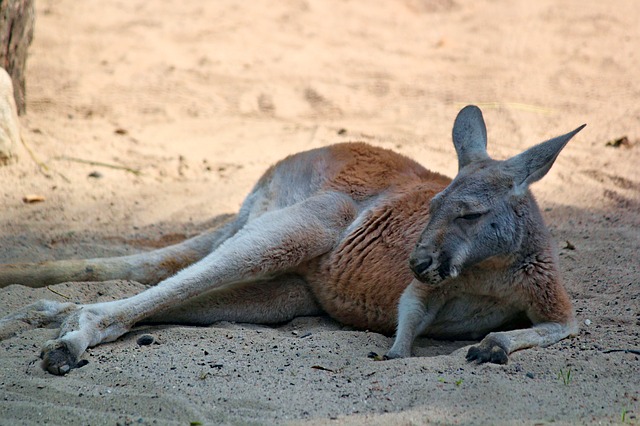 Kangaroo Red Marsupial Australian  - veverkolog / Pixabay