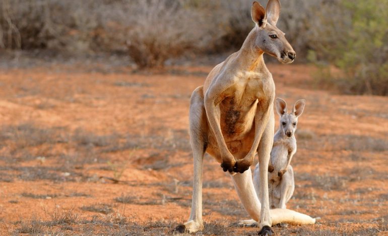  The largest mammal in Australia- the red kangaroo