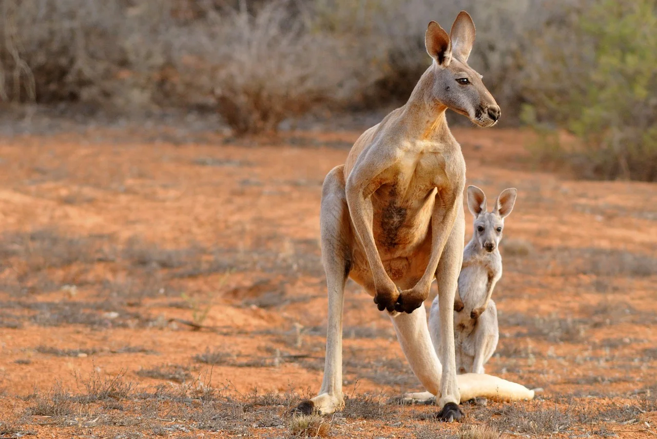 The largest mammal in Australia- the red kangaroo