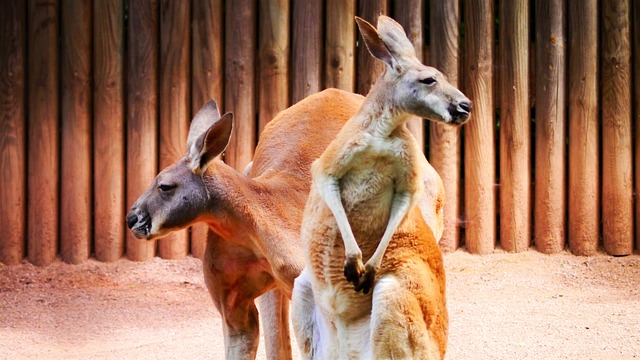 Kangaroos Marsupial  - PeterKraayvanger / Pixabay