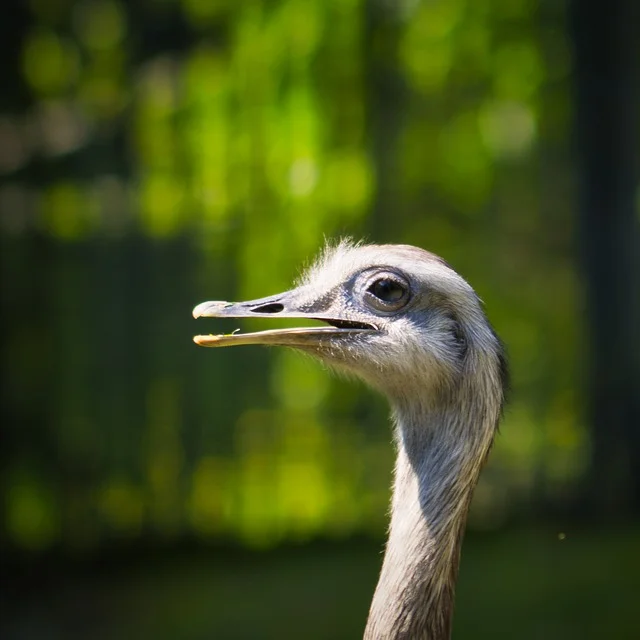 Rhea Bird Animal Greater Rhea  - PoldyChromos / Pixabay