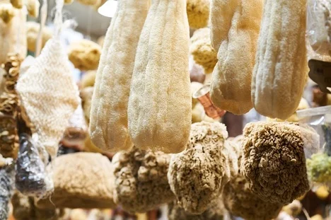 Sea sponges – Slowest animal in North America