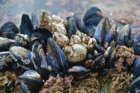 Mussels – Slowest animal in North America