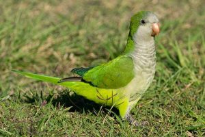 Bird Parrot Ornithology Species  - betomdp / Pixabay