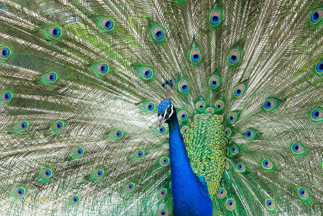 Why do birds have different colored feathers?