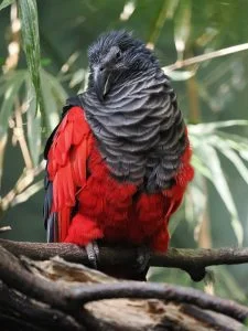 Bird Pesquet S Parrot Ornithology - ElvisCZ / Pixabay