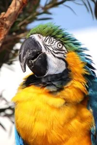Parakeet Bird Parrot Animal - Sato-Imo / Pixabay
