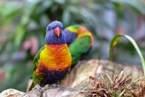 Parrot Bird Perched Animal - HG-Fotografie / Pixabay