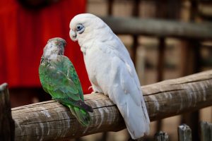 Parrots Birds Perched Animals  - benjaminbrali / Pixabay