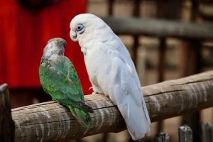 Parrots Birds Perched Animals - benjaminbrali / Pixabay