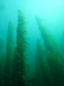 kelp forest of algae