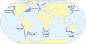 kelp forests distribution