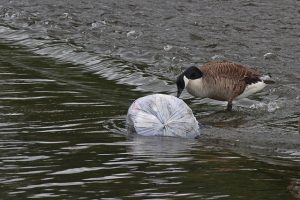 Goose Pollution Plastic Eco  - GWizUK / Pixabay