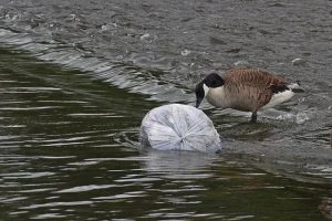 Goose Pollution Plastic Eco - GWizUK / Pixabay