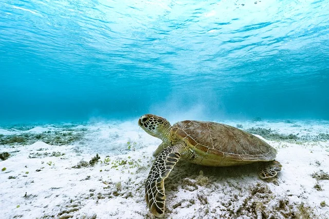 Why is it important to protect marine life?