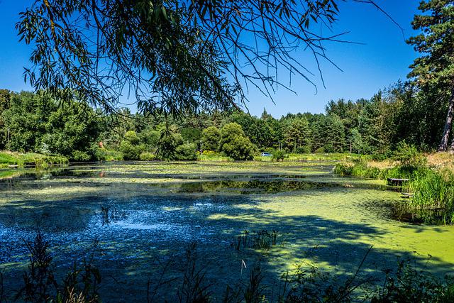 Trees Grass Lake Beach Algae  - frolicsomepl / Pixabay