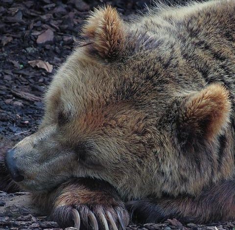  Why do animals hibernate?