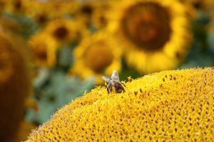 Bee Sun Flower Insect Pollen  - Zephyrka / Pixabay