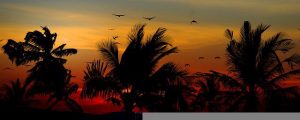 Palm Trees Nature Sunset Birds  - blende12 / Pixabay