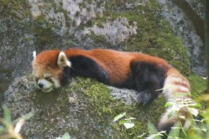 Red Panda Bear Nap Mammal Animal  - chacha8080 / Pixabay