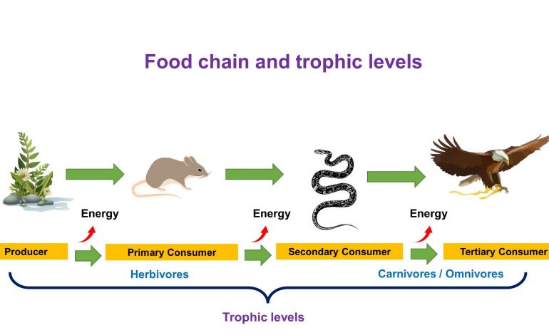  Importance of food chain and energy flow in a food chain