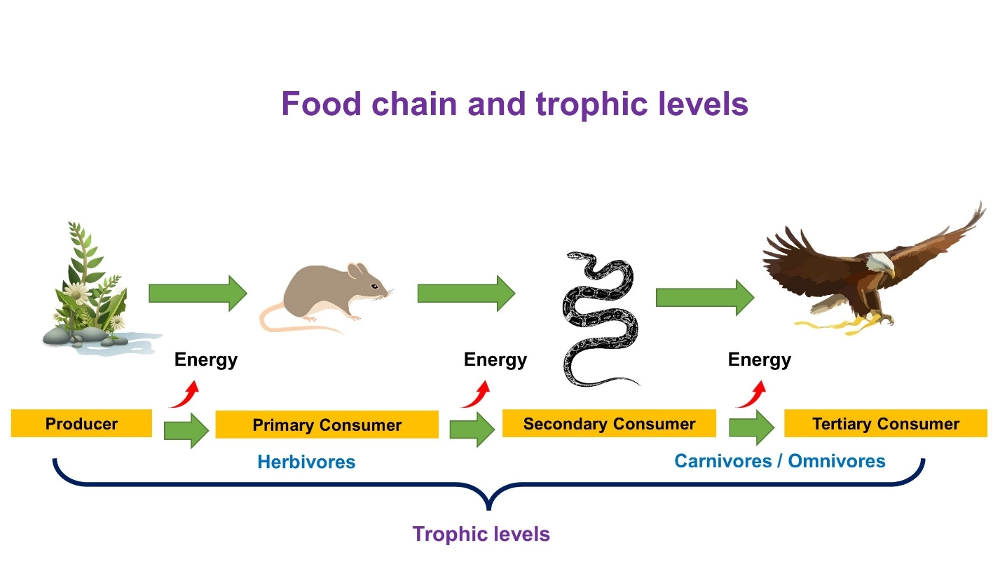 Importance of food chain and energy flow in a food chain