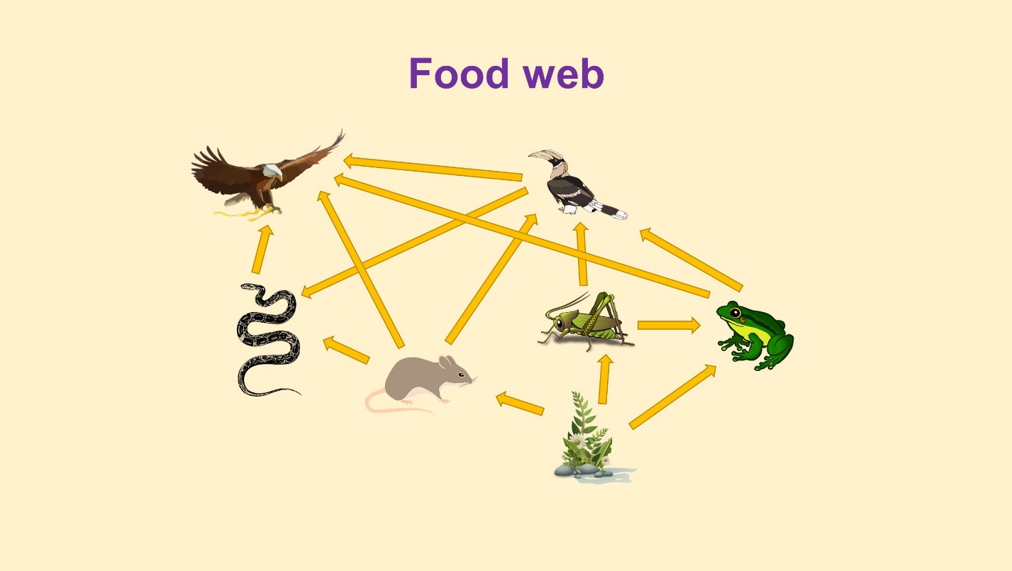 what is food web