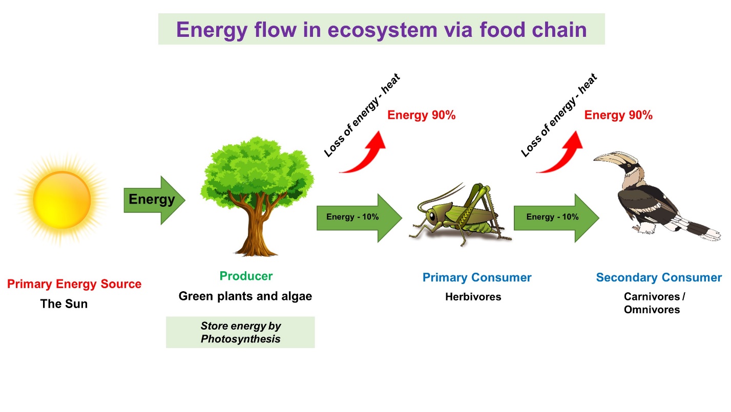 energy flow in food chain