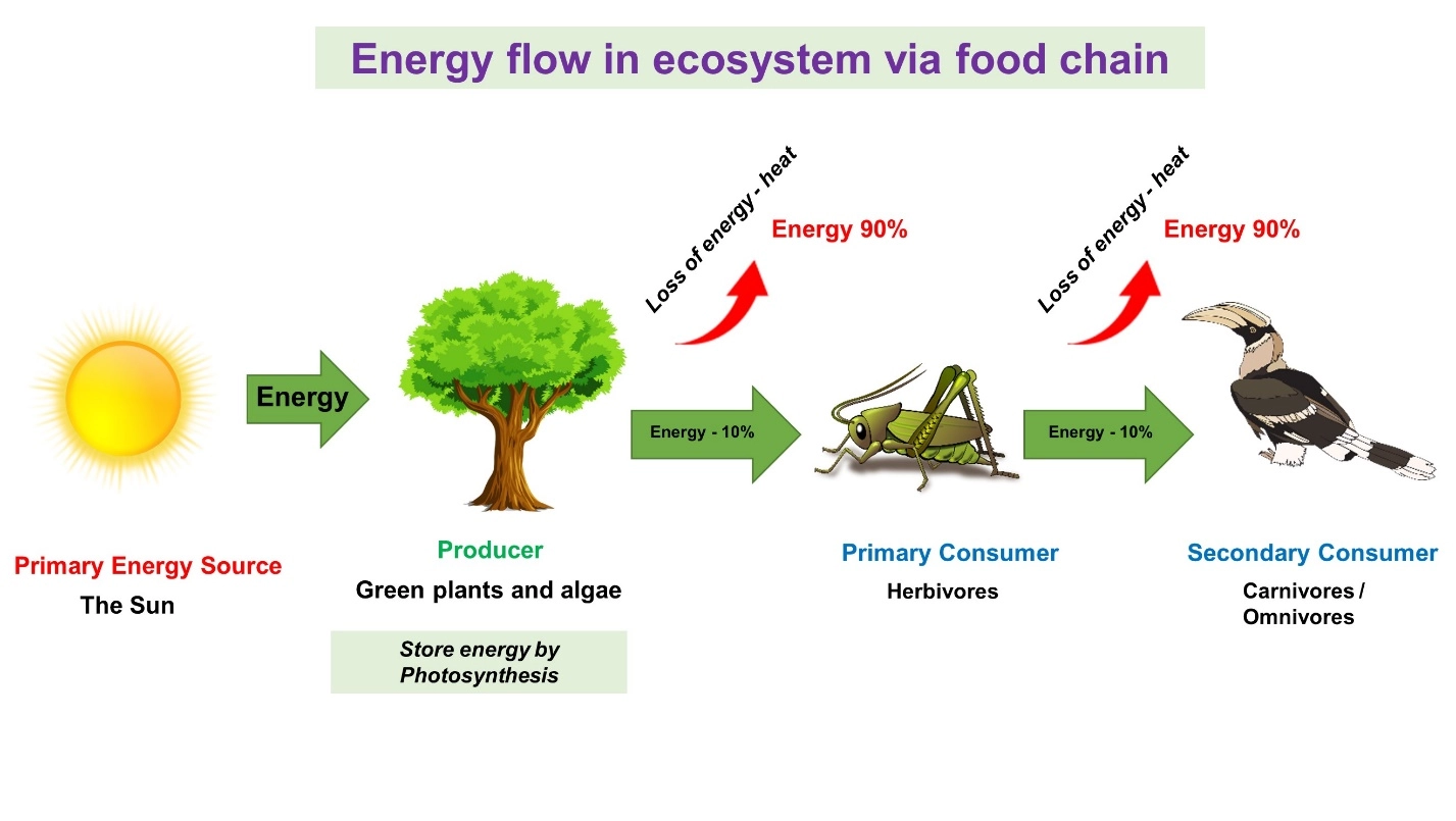 energy flow in food chain