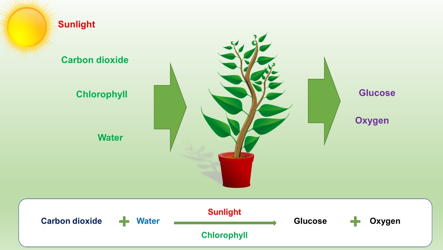 photosynthesis equation