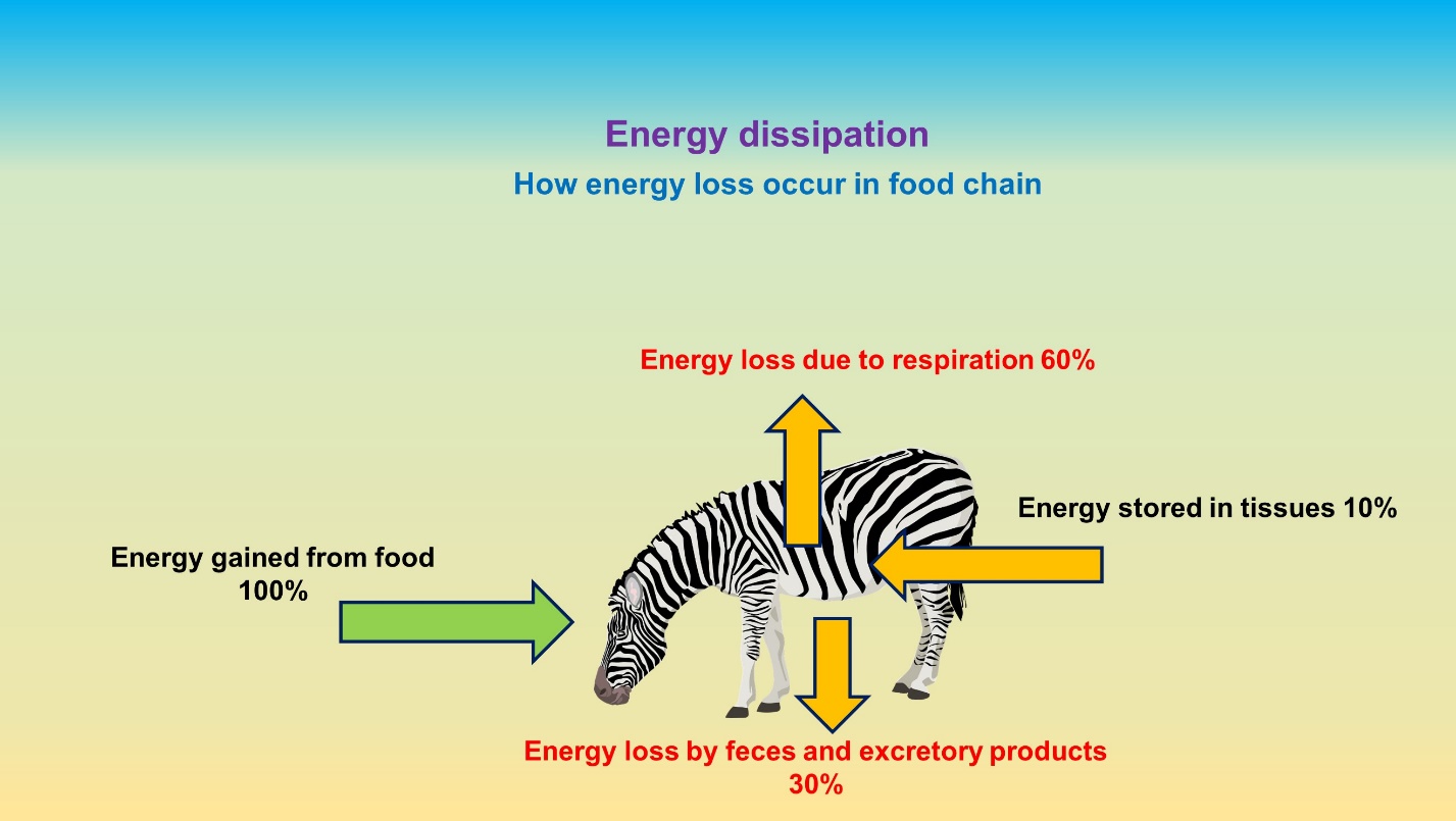 energy dissipation in food chain