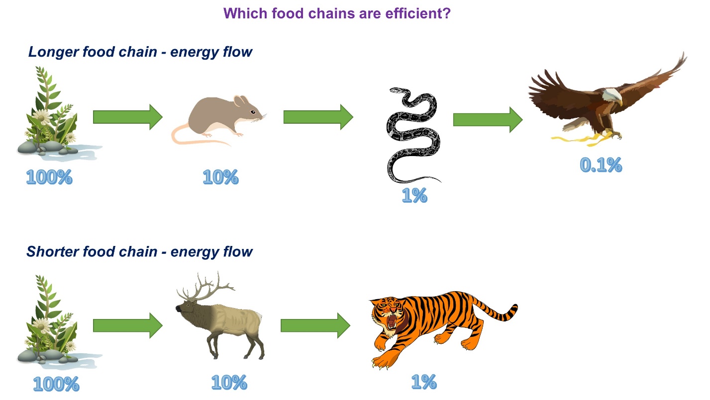 food chain long and short