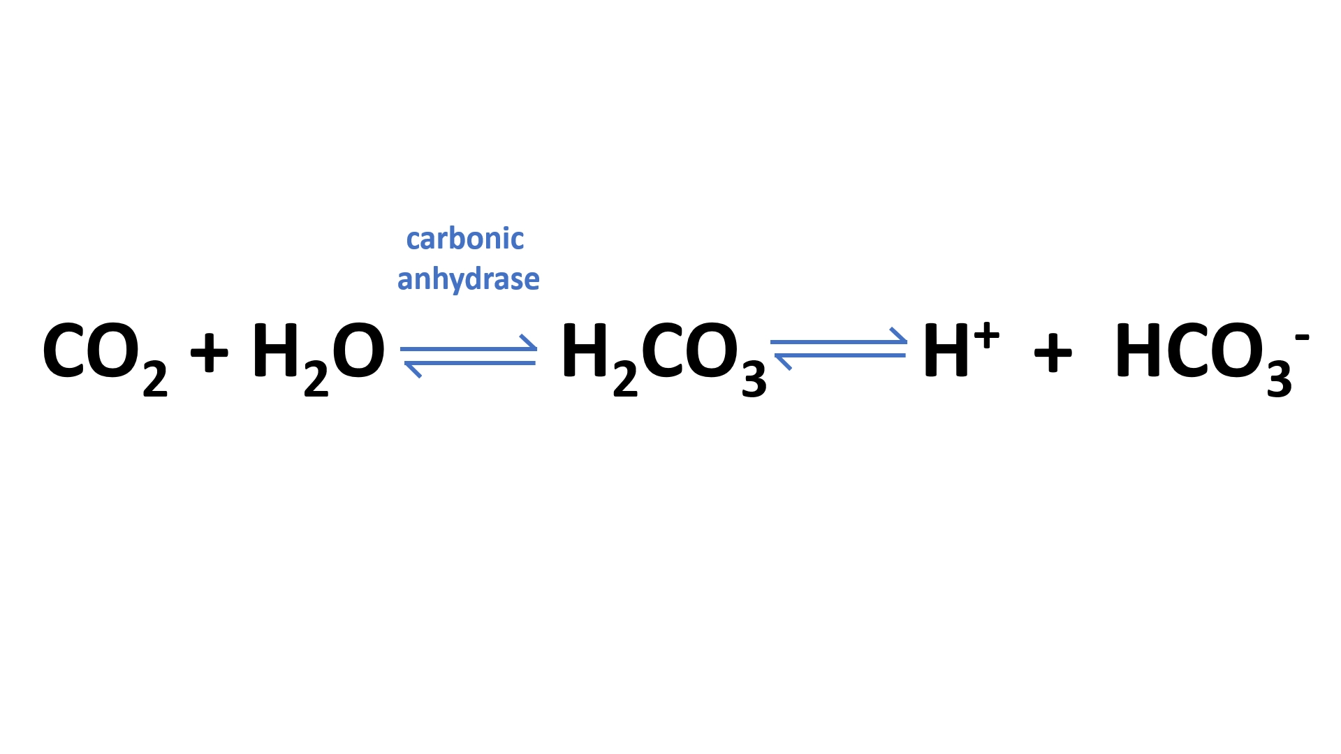 Carbon Dioxide Transport in blood as bicarbonates – What is the most common method of carbon dioxide transport in human body?