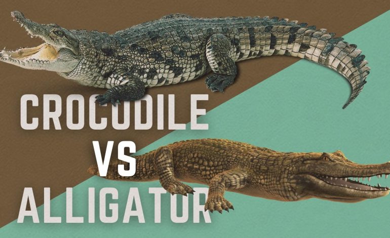  Differences between the crocodile and the alligator