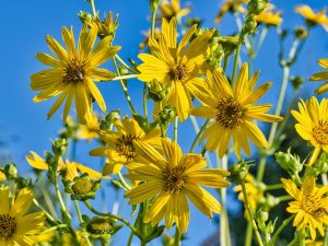 Flower Blossom Bee Pollination  - Antranias / Pixabay