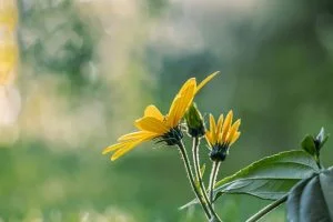 Jerusalem Artichoke Flowers Plant - 1195798 / Pixabay