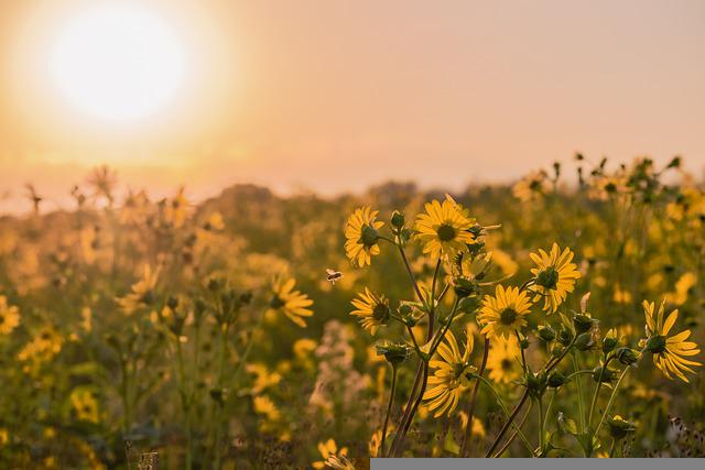 Jerusalem Artichoke Sunset Field  - 1195798 / Pixabay