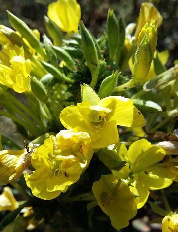  Evening primrose oil benefits