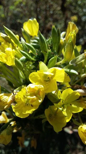 Evening primrose oil benefits