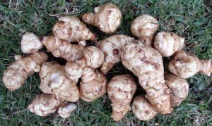 Vegetable Jerusalem Artichokes Food  - Buntysmum / Pixabay