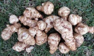Vegetable Jerusalem Artichokes Food - Buntysmum / Pixabay