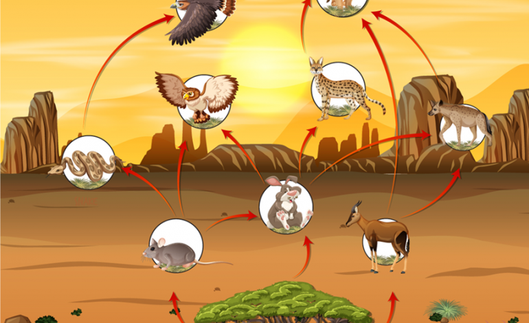  Desert Food Chain and food web