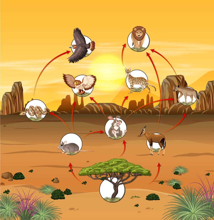 Desert Food Chain and food web