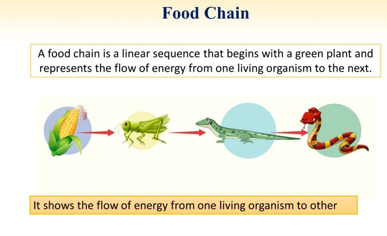  Food chains and Food webs