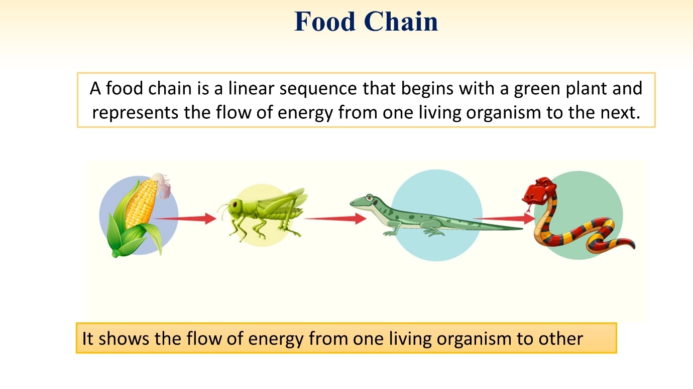 Food chains and Food webs