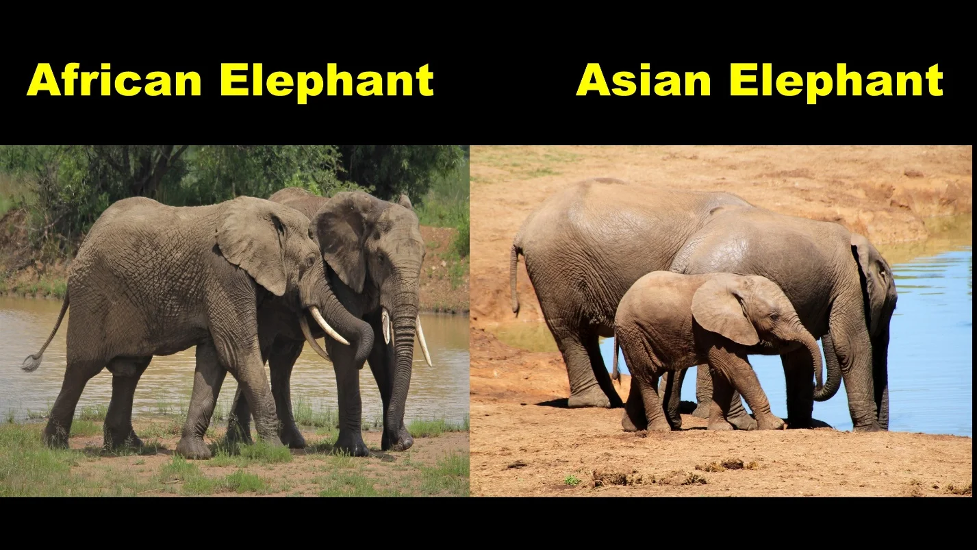 Skin texture – Differences between the African elephants and Asian elephants