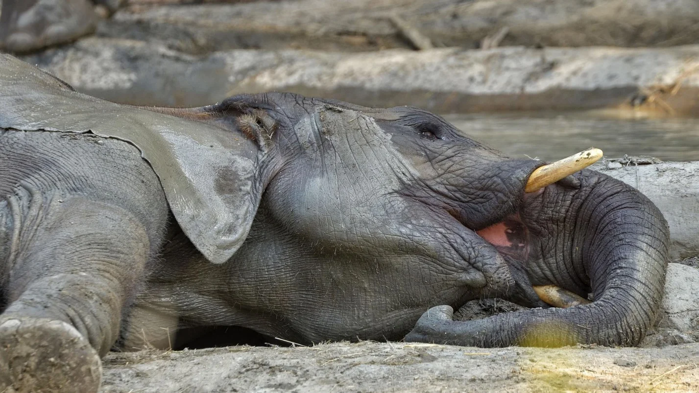 Threats to Elephant – Differences between the African elephants and Asian elephants