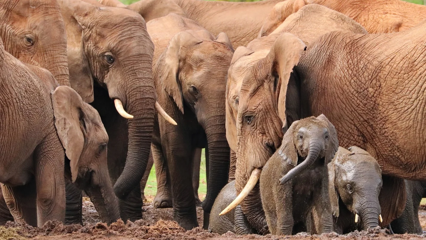 Threats to Elephant – Differences between the African elephants and Asian elephants