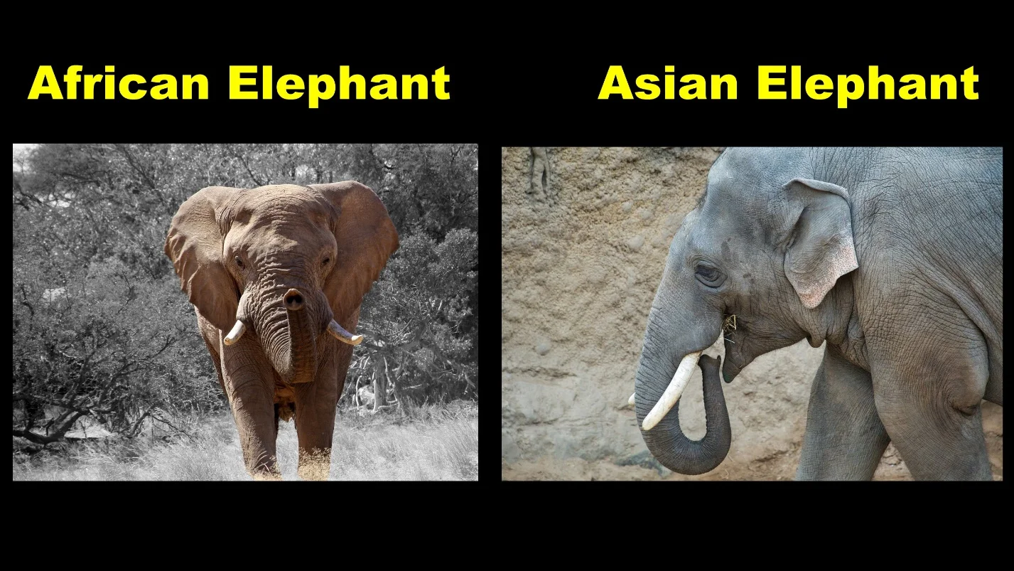 Differences between the African elephants and Asian elephants
