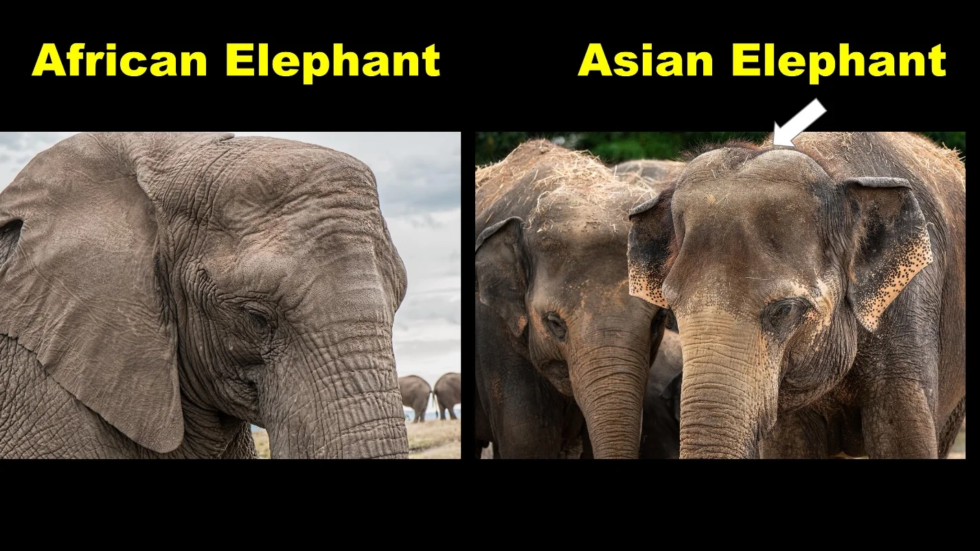 The shape of the Head – Differences between the African elephants and Asian elephants